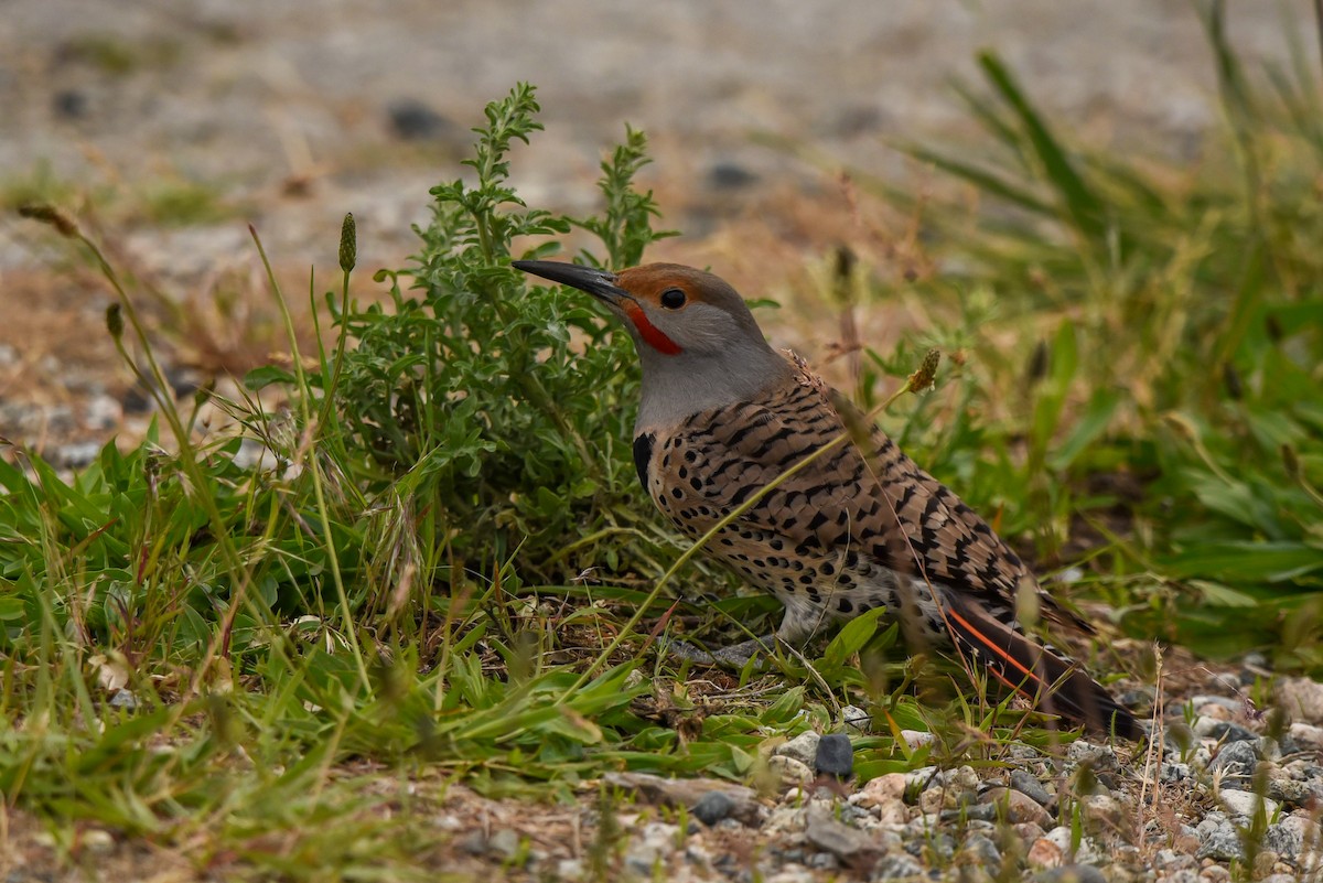Northern Flicker (Red-shafted) - ML455006731