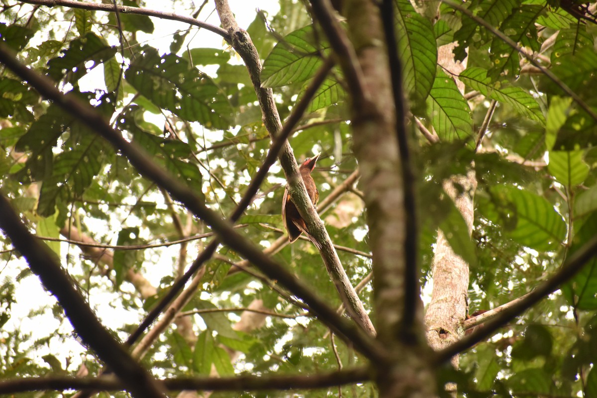 Chestnut Woodpecker - Orlando Acevedo Charry
