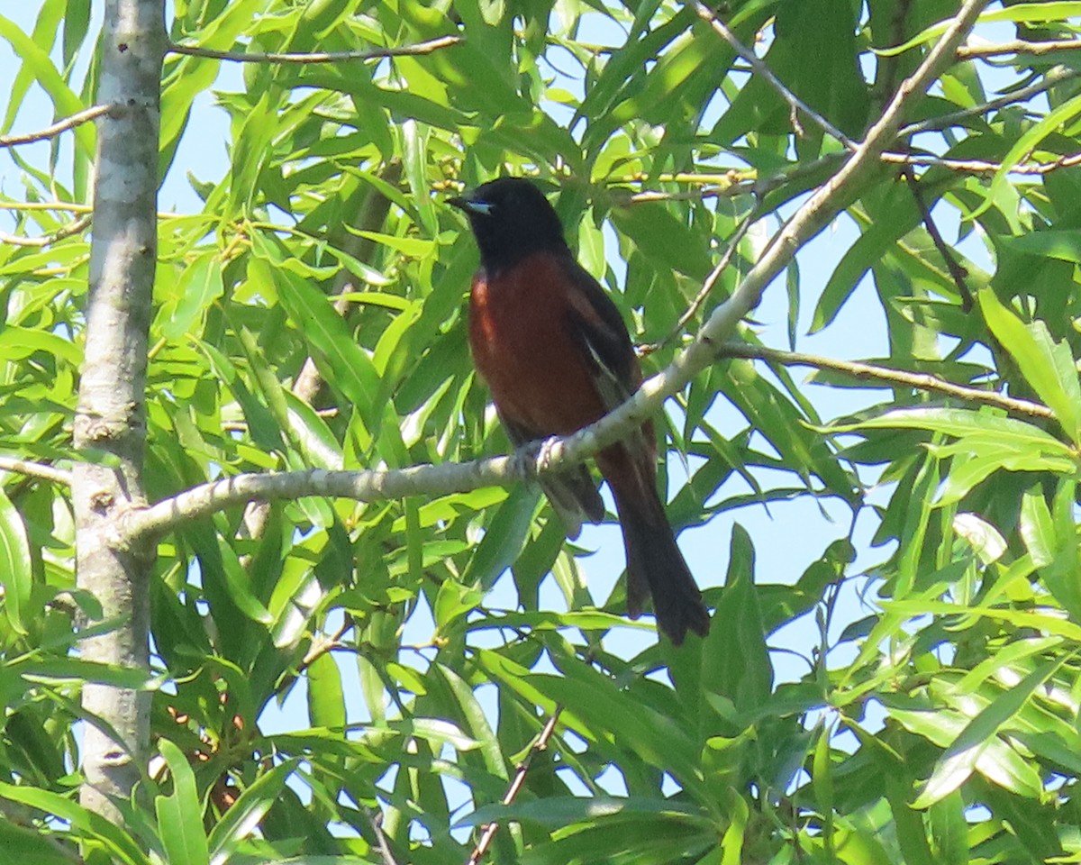 Orchard Oriole - ML455008541