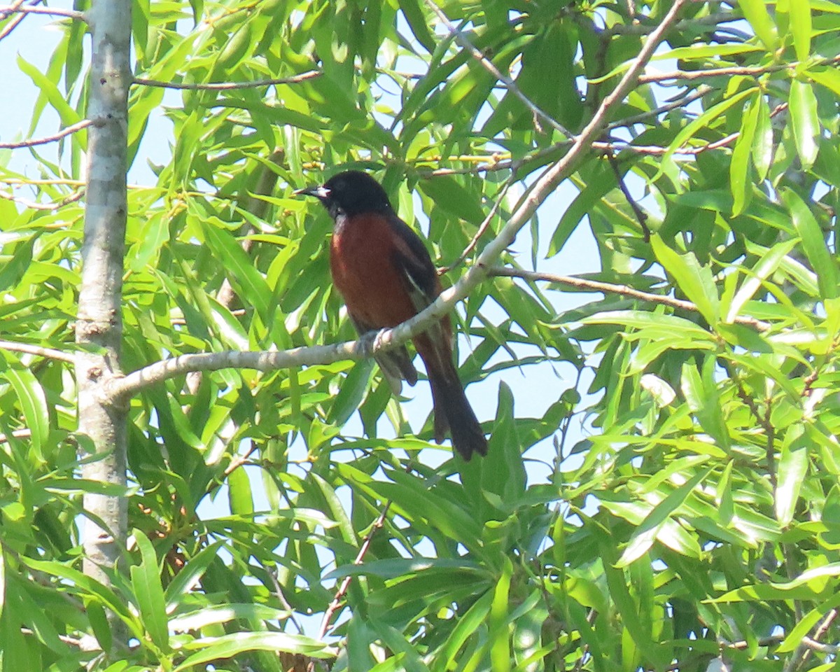 Orchard Oriole - ML455008551