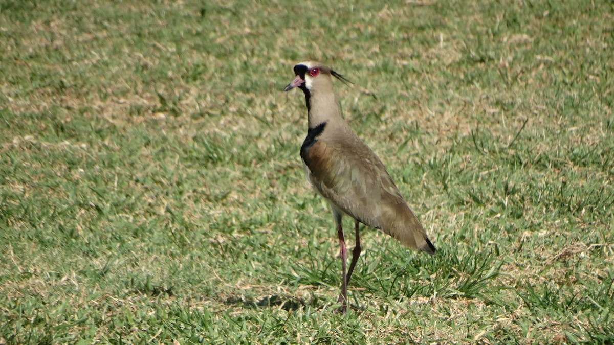Southern Lapwing - Kenrith Carter