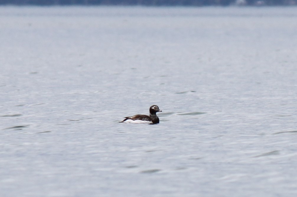Long-tailed Duck - ML455016581
