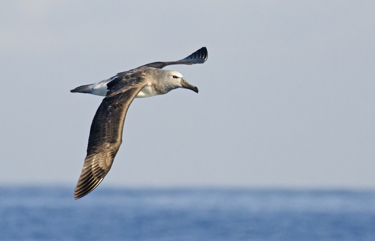 albatros snarský - ML45501691