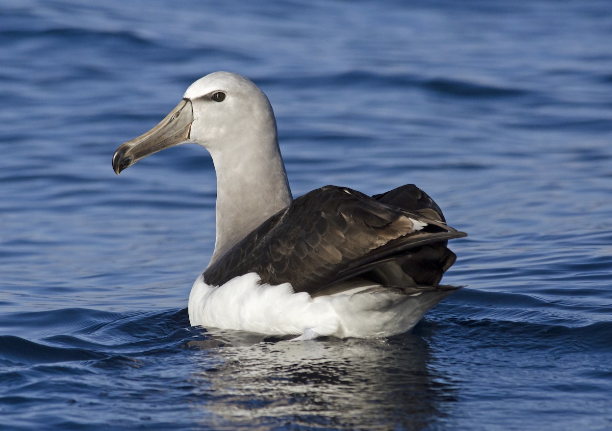 Salvin's Albatross - Joshua Vandermeulen