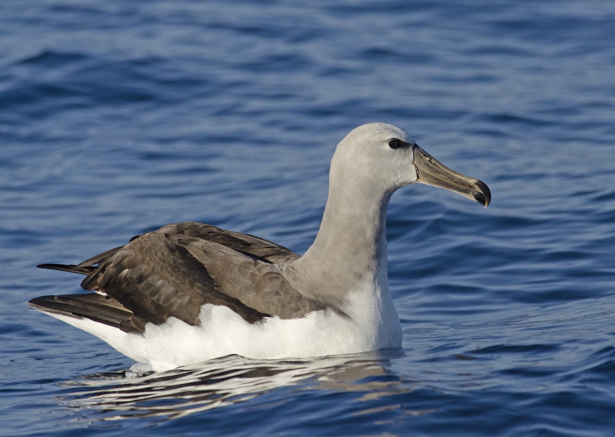 albatros snarský - ML45501741