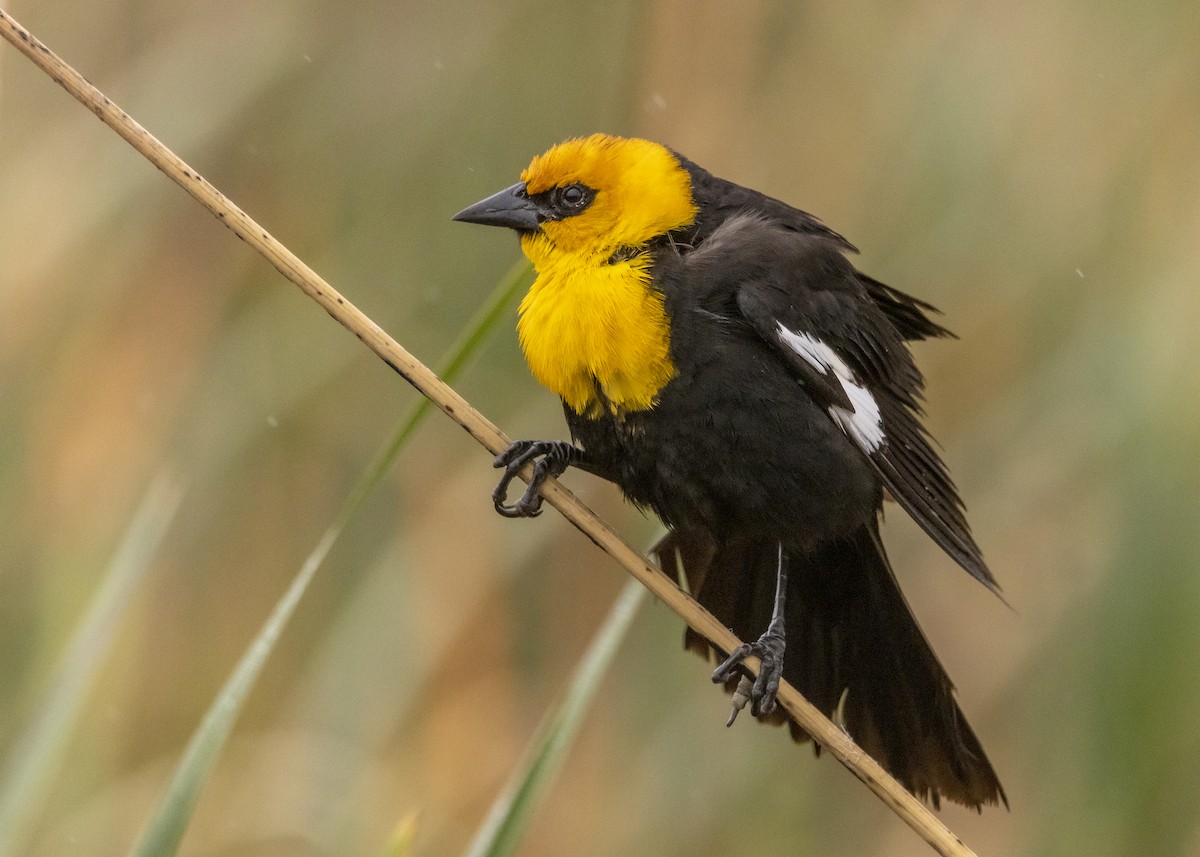 Yellow-headed Blackbird - ML455017551
