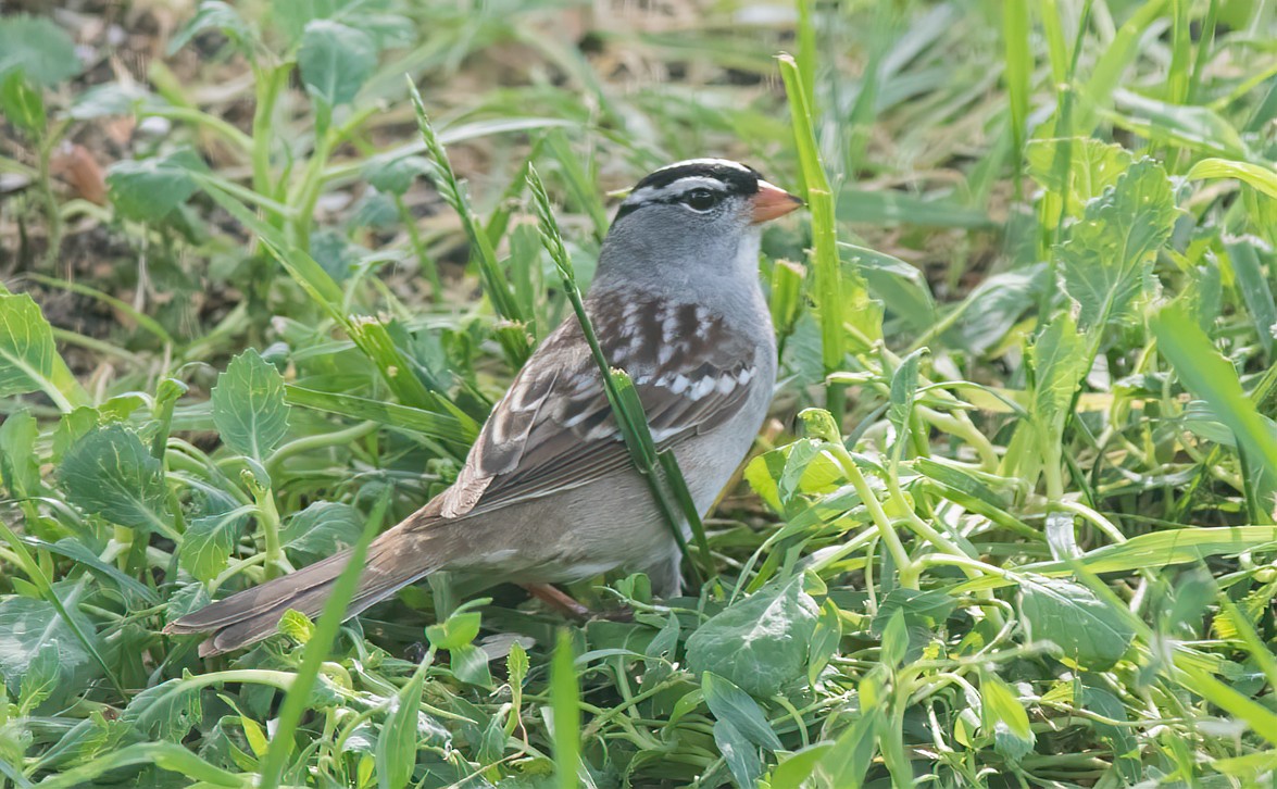 White-crowned Sparrow - ML455017691