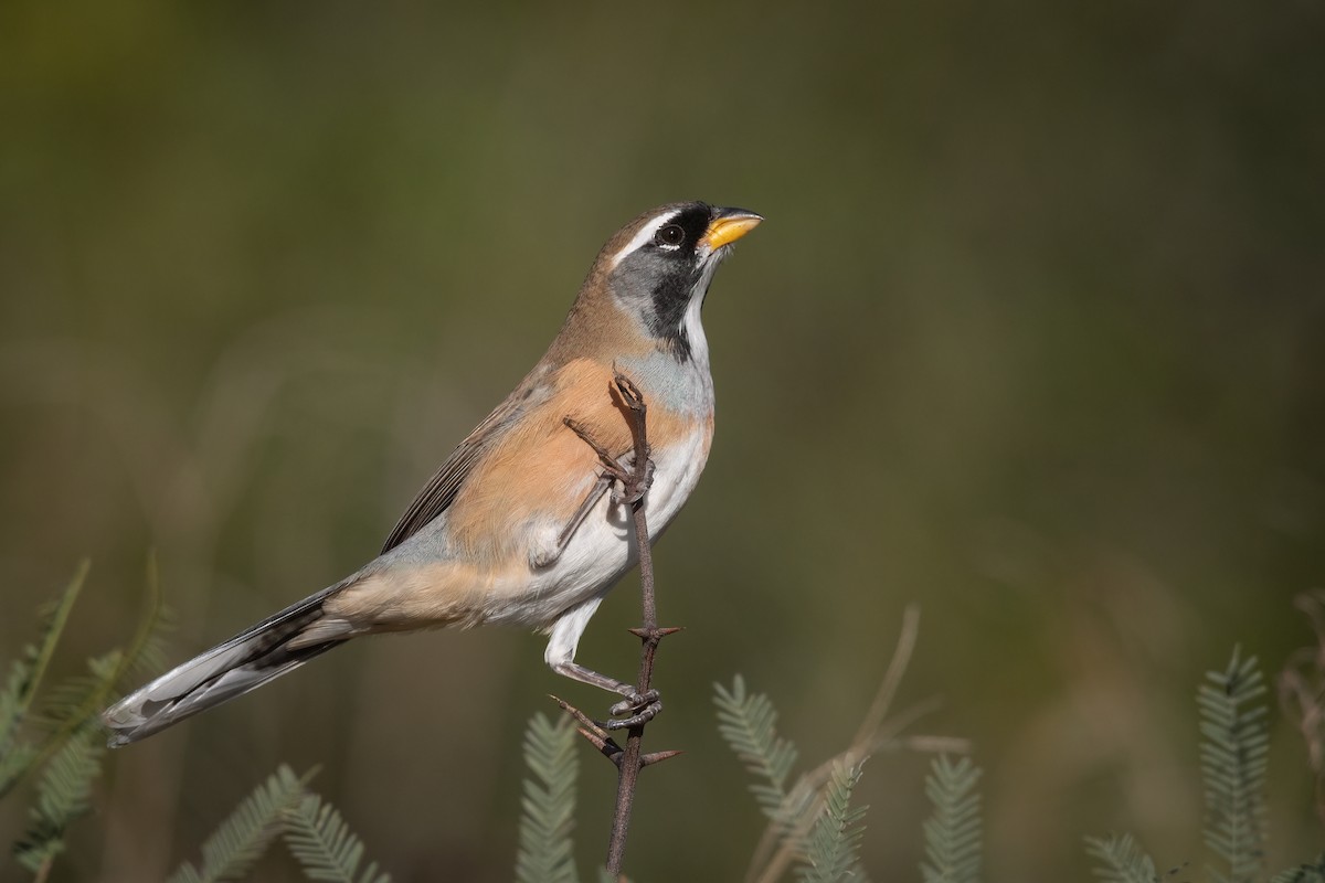 Many-colored Chaco Finch - ML455018341