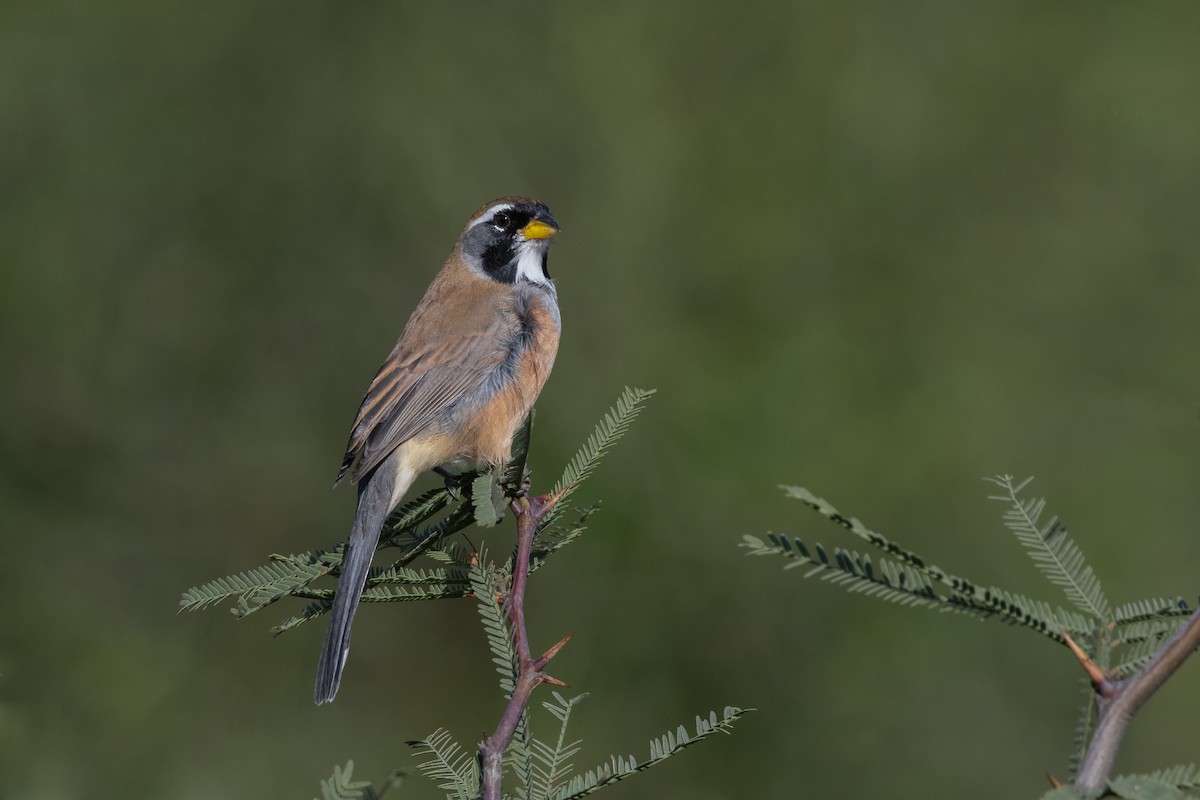 Many-colored Chaco Finch - ML455018351