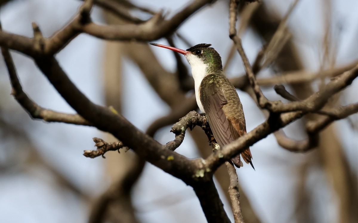Green-fronted Hummingbird - ML455019591