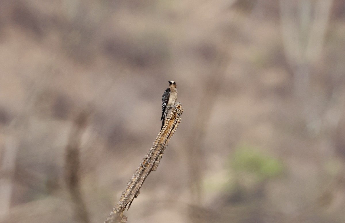 Gray-breasted Woodpecker - ML455020331