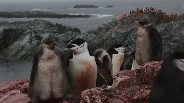 Пінгвін антарктичний - ML455021