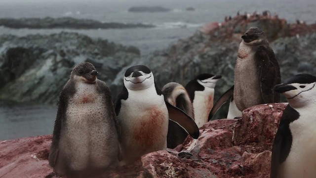 Пінгвін антарктичний - ML455022
