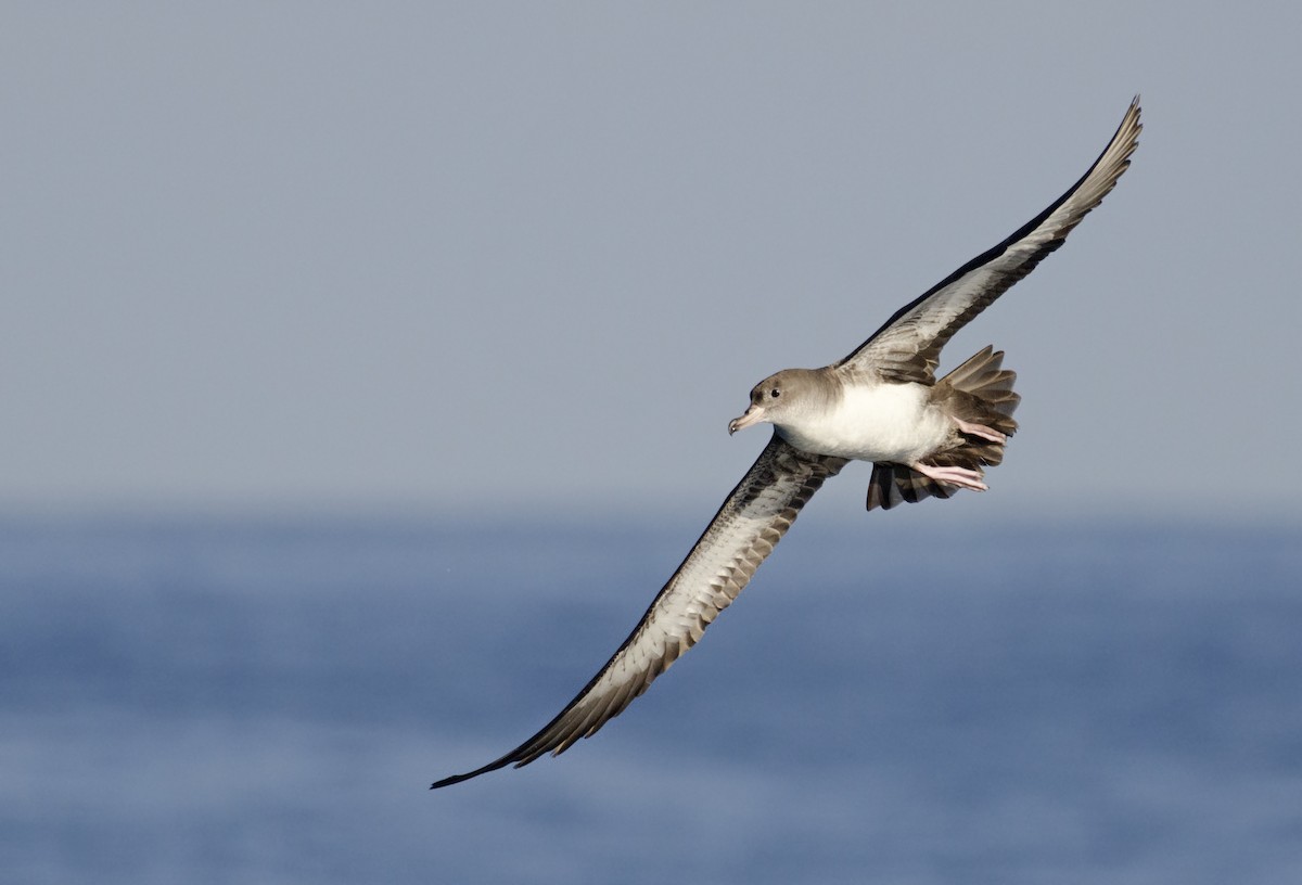 Pink-footed Shearwater - ML45502231