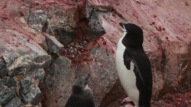Пінгвін антарктичний - ML455024