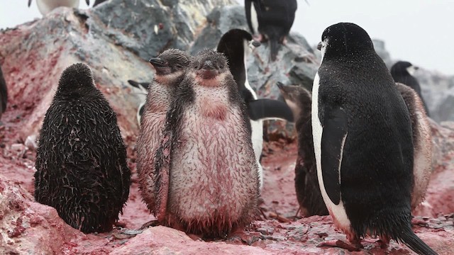 Пінгвін антарктичний - ML455026