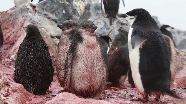 Антарктический пингвин - ML455027