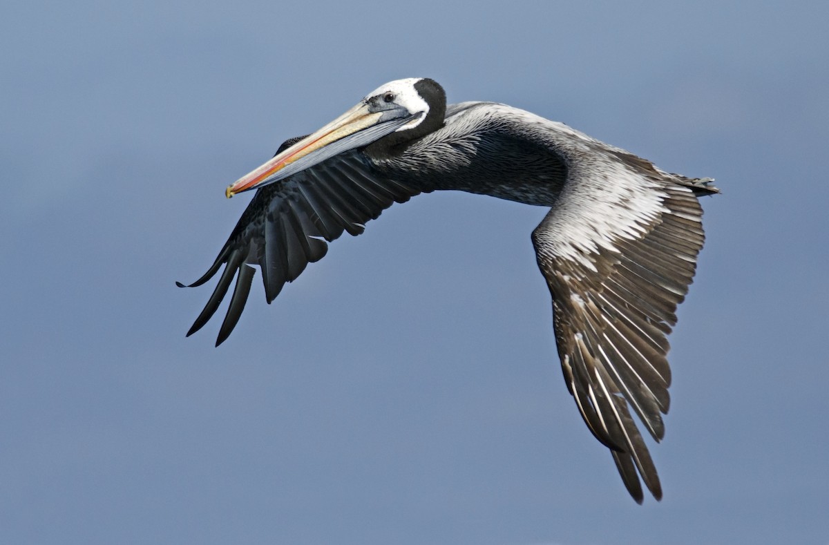Peruvian Pelican - Joshua Vandermeulen