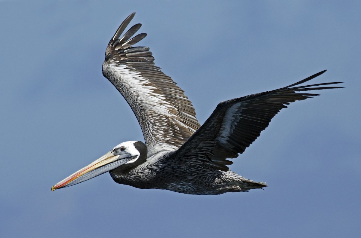 pelikán chilský - ML45502721