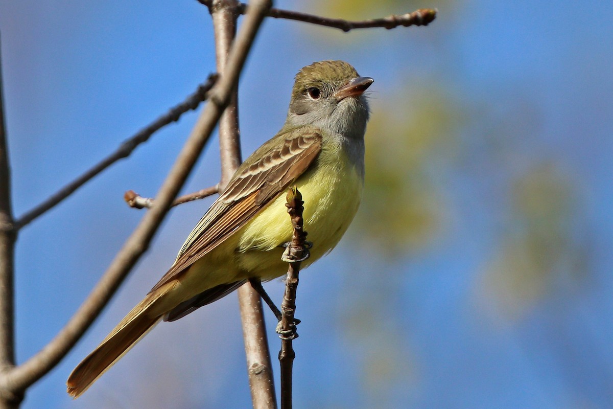 Great Crested Flycatcher - ML455027641