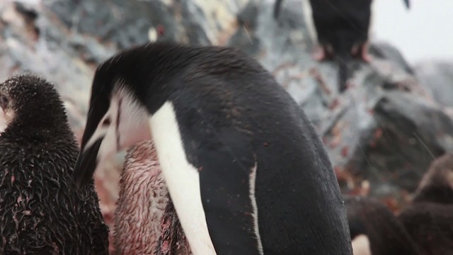 Пінгвін антарктичний - ML455028