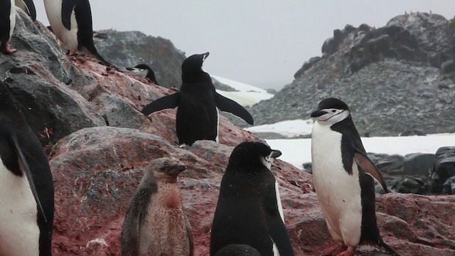Антарктический пингвин - ML455029