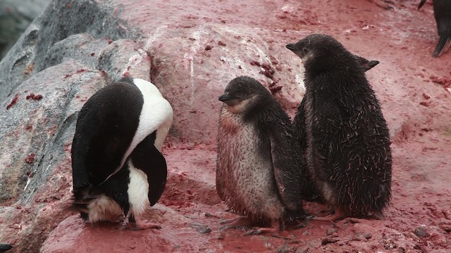Пінгвін антарктичний - ML455030