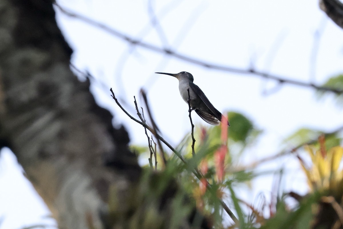 Wedge-tailed Sabrewing (Long-tailed) - ML455031961