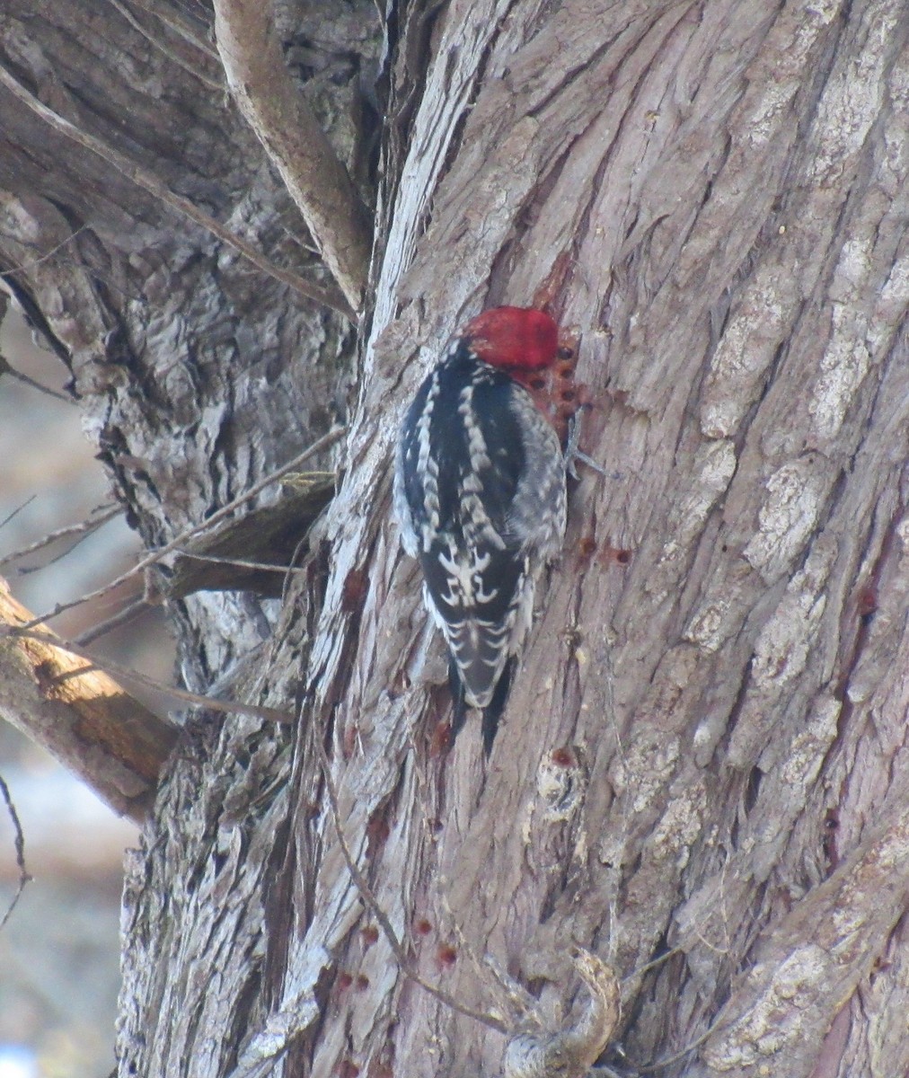 Red-breasted Sapsucker - ML45503691