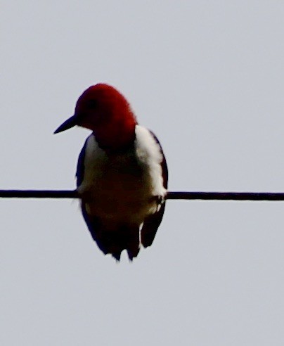 Red-headed Woodpecker - pamela graber