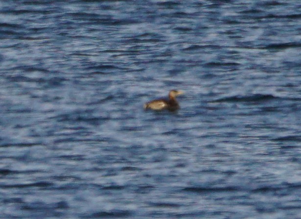 Red-necked Grebe - ML45503991