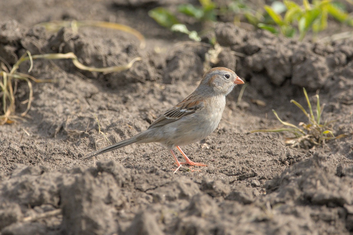 Field Sparrow - ML455040001