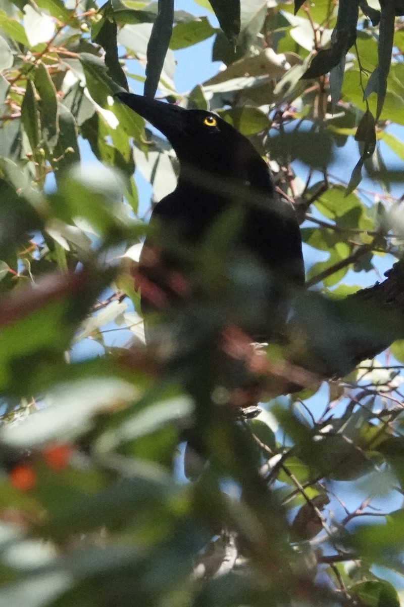 Pied Currawong - ML455045211