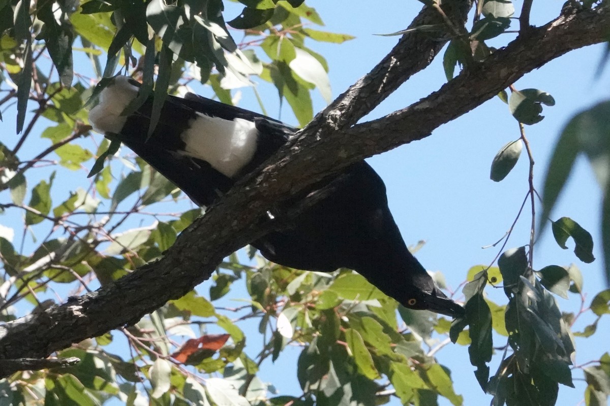 Pied Currawong - ML455045221