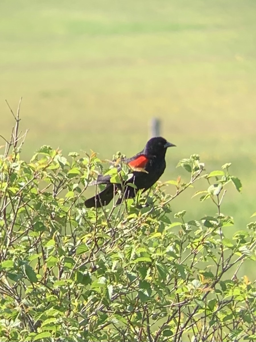 Red-winged Blackbird - ML455047331