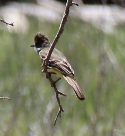 Great Crested Flycatcher - pamela graber