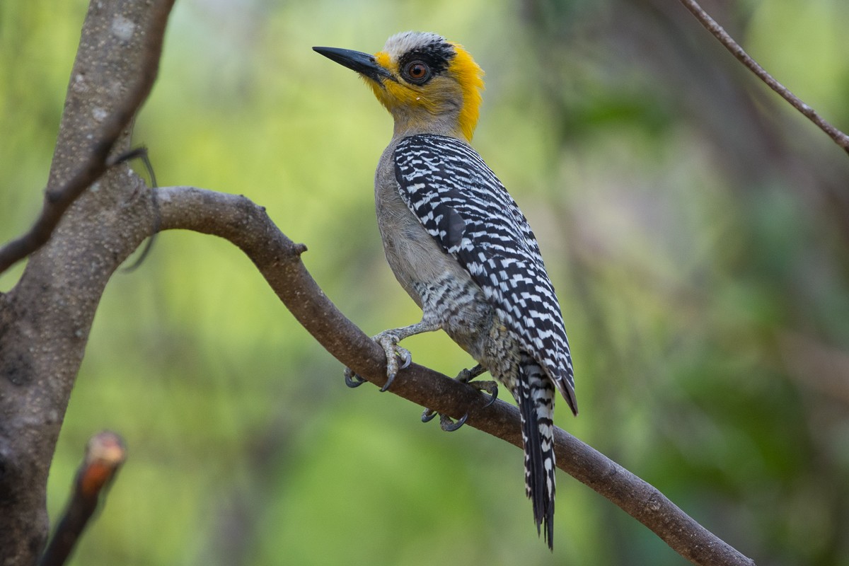 Golden-cheeked Woodpecker - ML455054471