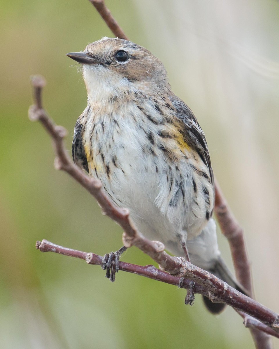 Yellow-rumped Warbler (Myrtle) - Patrick Van Thull