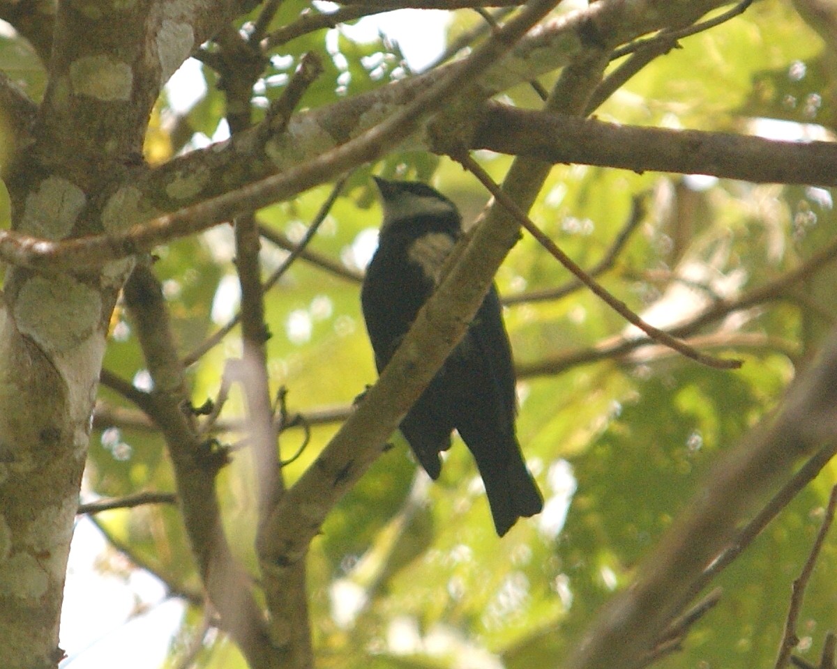 Green-throated Tanager - ML455058751