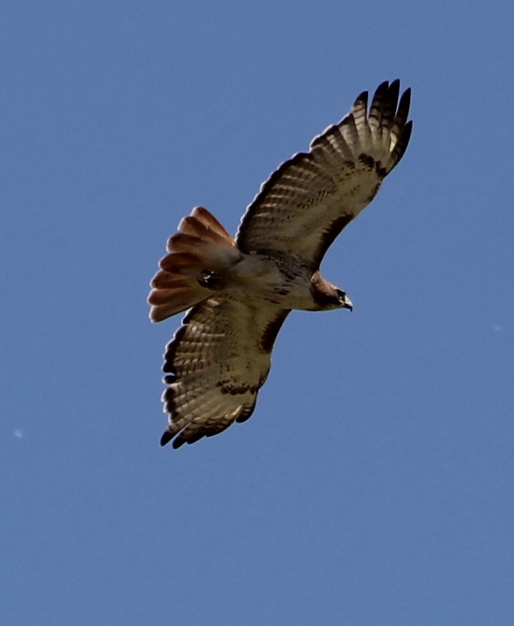 Red-tailed Hawk - ML455060121