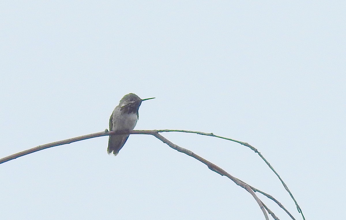Calliope Hummingbird - ML455060401
