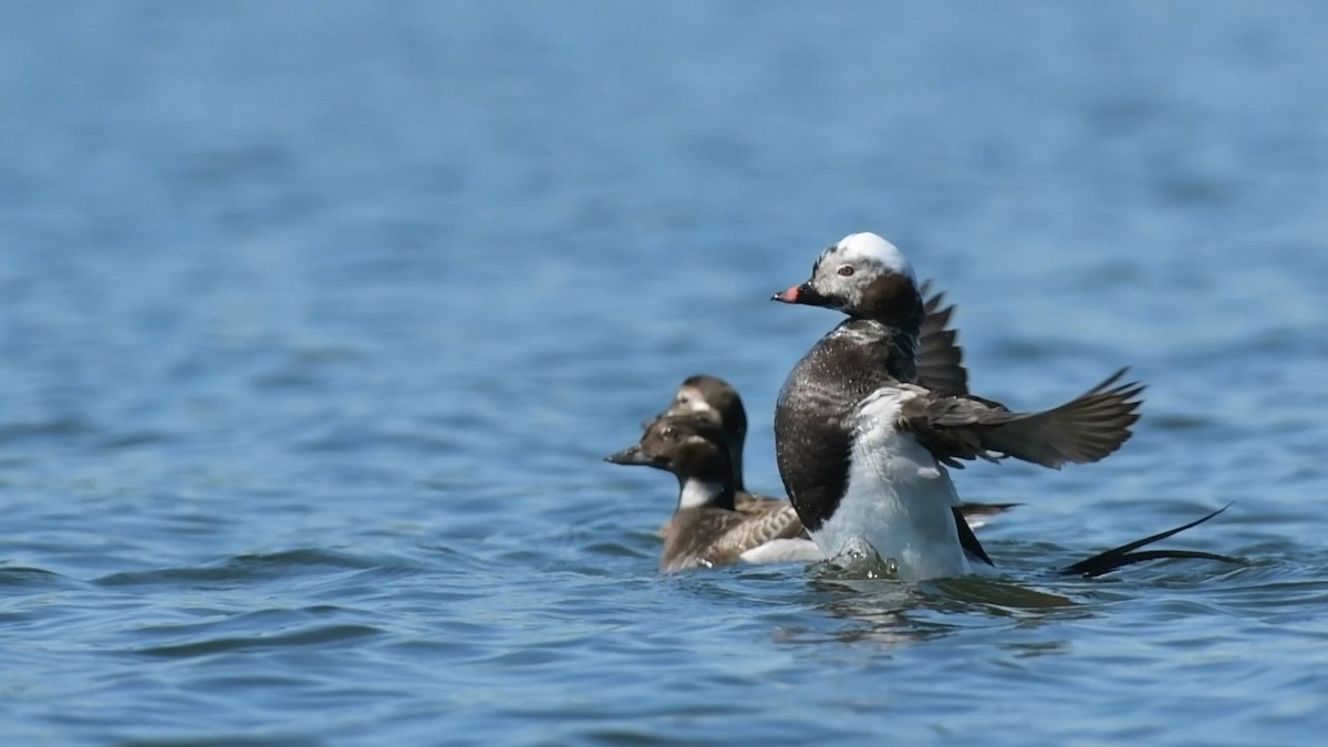 Long-tailed Duck - ML455060971