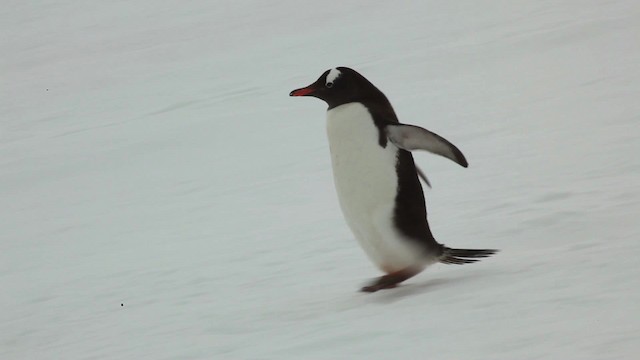Gentoo Penguin - ML455061