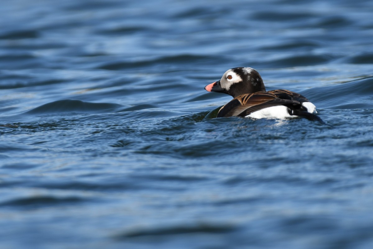 Long-tailed Duck - ML455061121