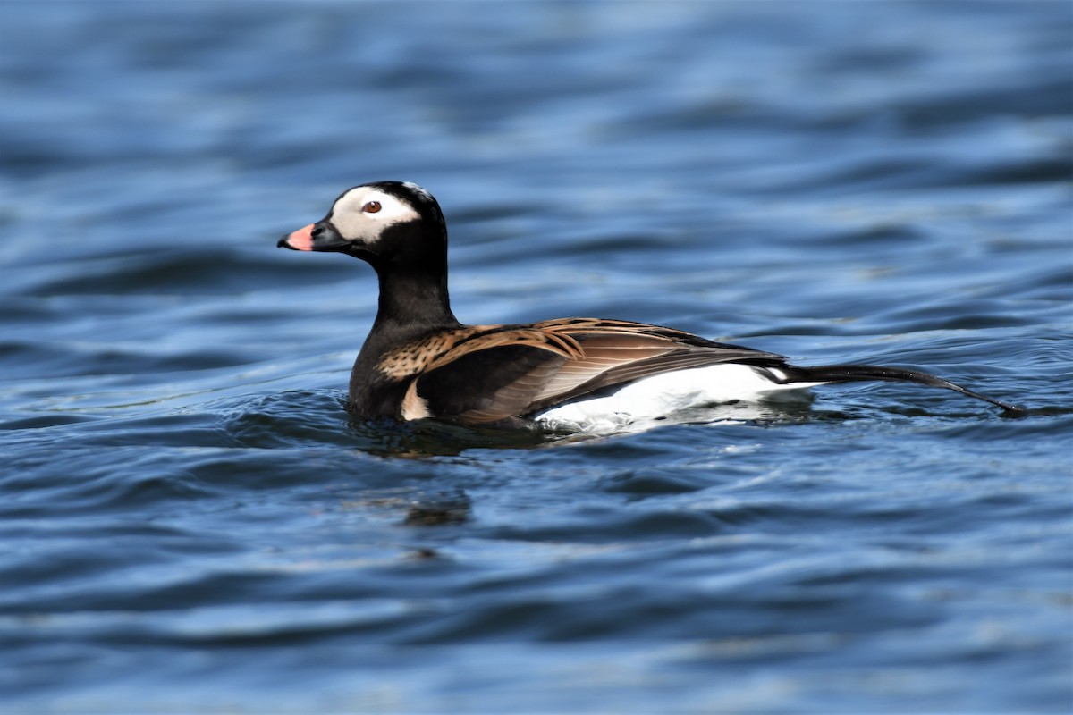 Long-tailed Duck - ML455061271