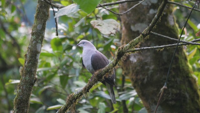 Mountain Imperial-Pigeon - ML455066281