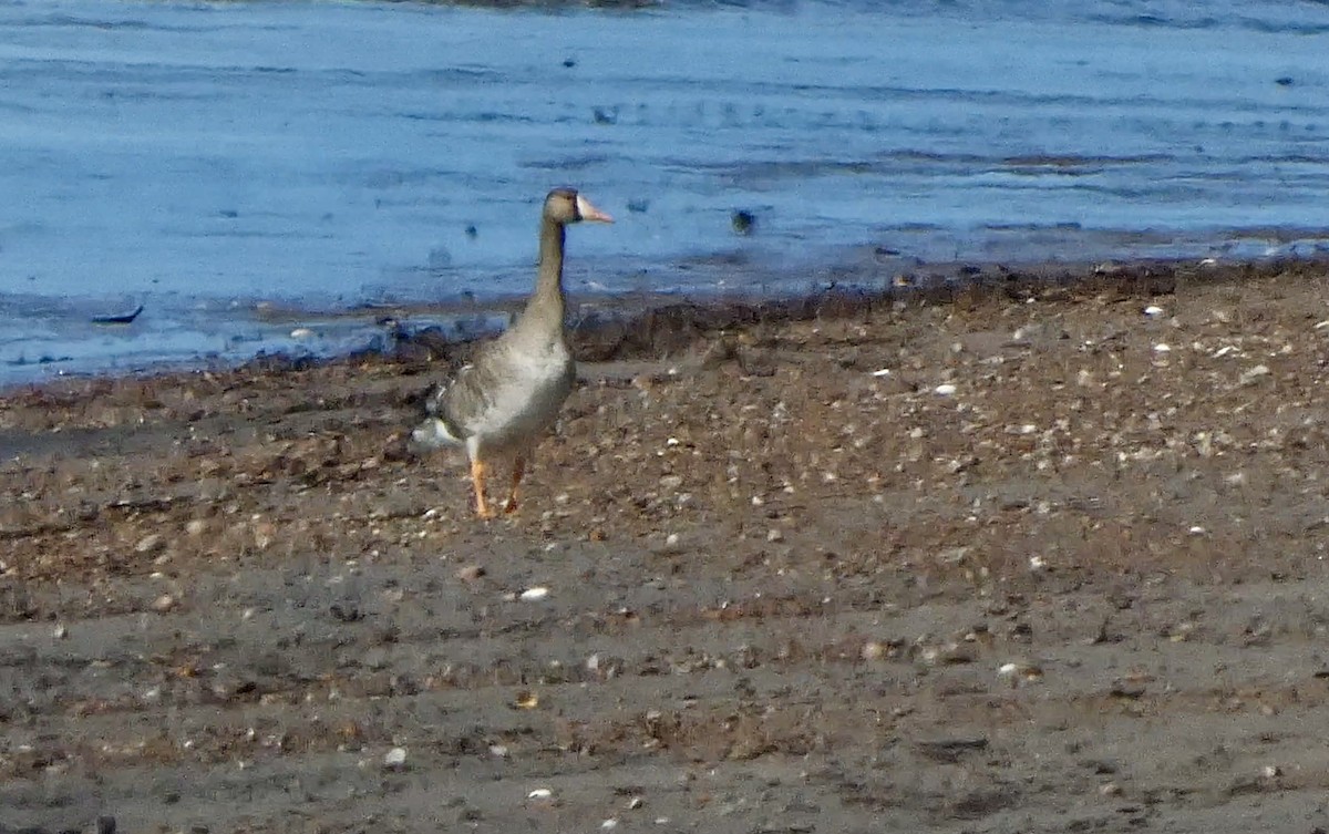 Greater White-fronted Goose - ML455066511