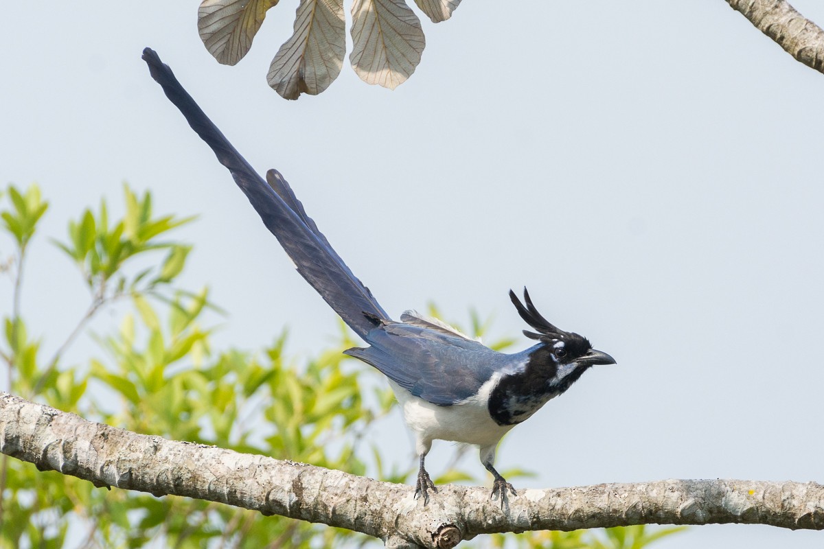 Black-throated Magpie-Jay - ML455069531