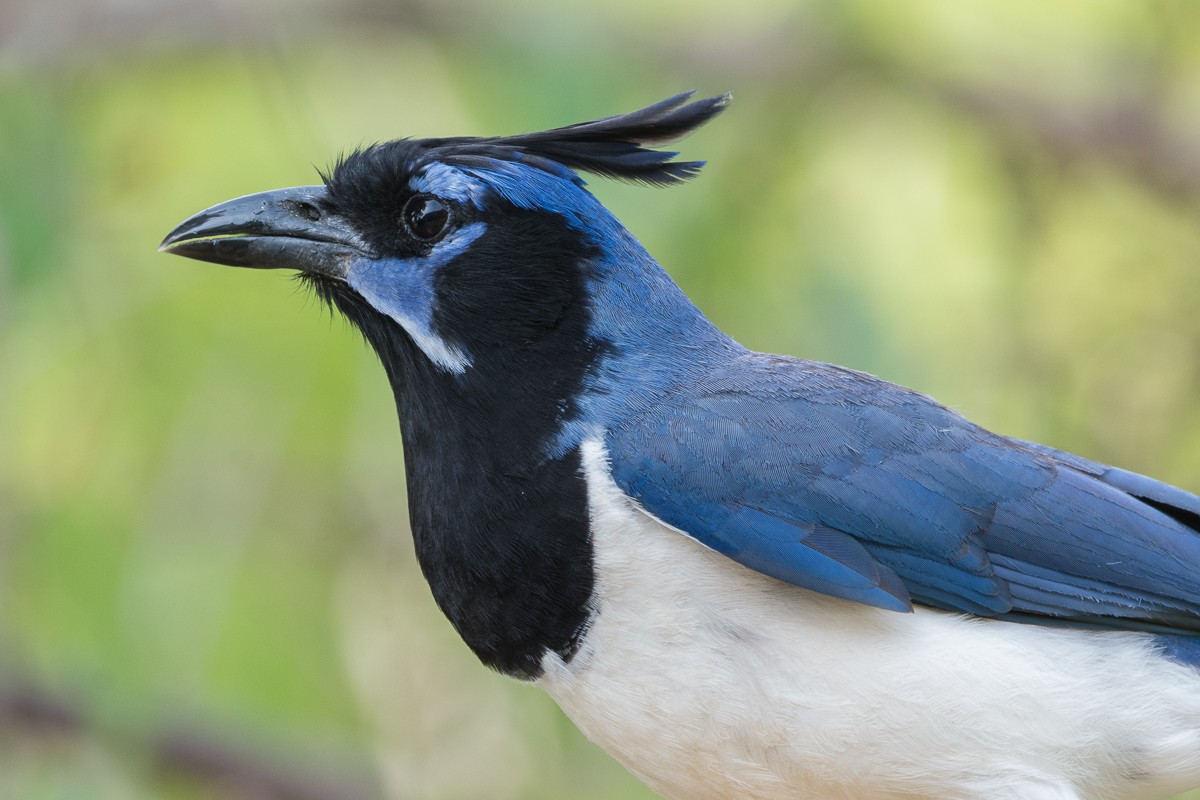 Black-throated Magpie-Jay - ML455069541