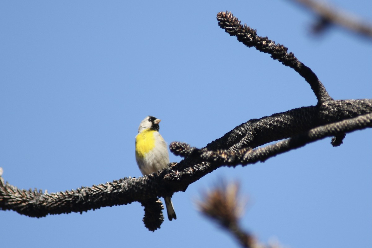 Lawrence's Goldfinch - ML455069691
